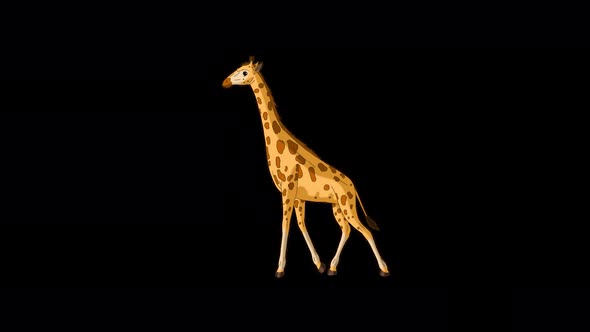 Big giraffe walks back and forth alpha matte long shot 4K