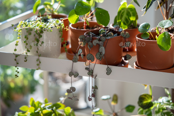 Small sprouts plants in terracotta pots after transplanting at home. Indoor gardening, plant lovers.