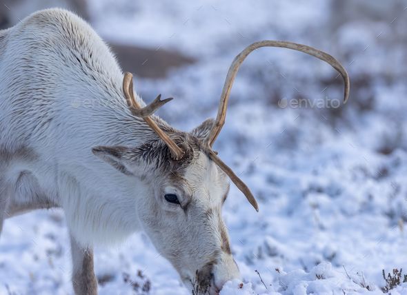 Snow deer' – Cairngorm Reindeer
