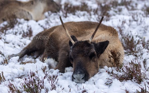 Snow deer' – Cairngorm Reindeer
