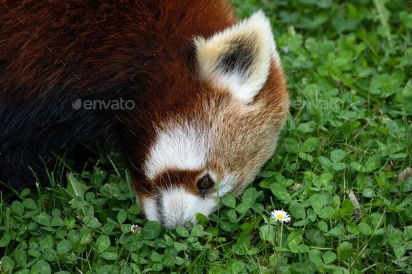 Miniature Villain galning Young red panda walking on the lush green grass in its natural habitat  Stock Photo by wirestock