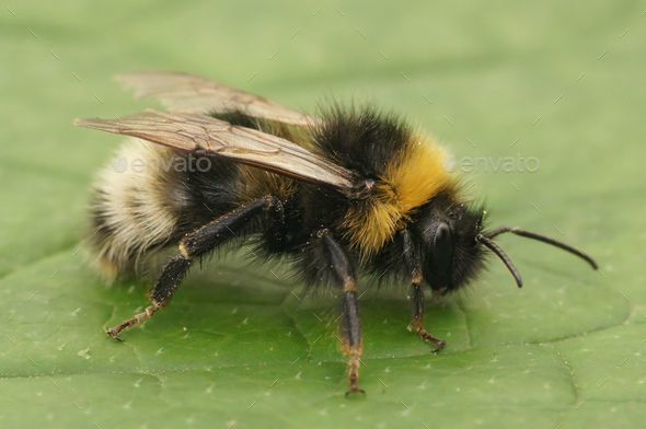 Closeup on the forest four colored cuckoo-bumblebee, Bombus sylvestris on a green leaf in the garden - Stock Photo - Images