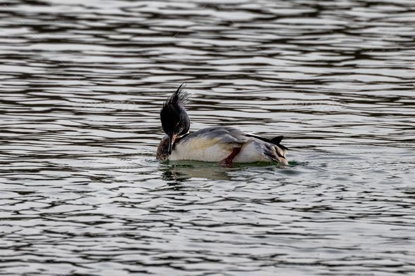Red-breasted merganser (Mergus serrator) serenely gliding through a tranquil body of water - Stock Photo - Images