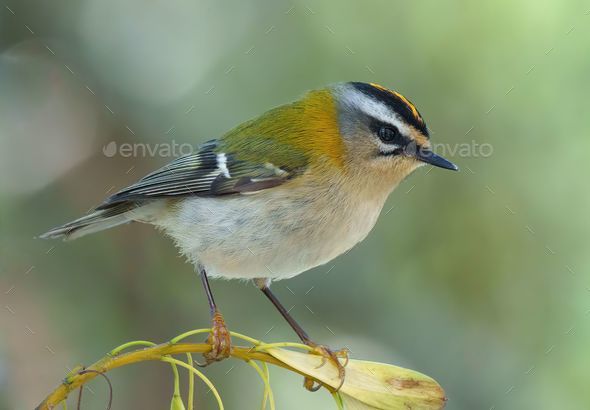 Common firecrest perched on a twig. Regulus ignicapilla. - Stock Photo - Images