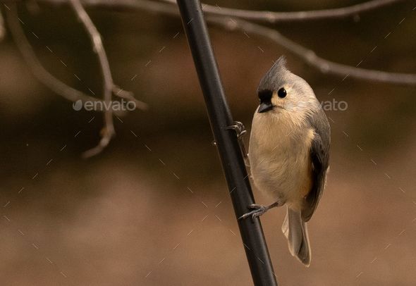 Beautiful Pointy-crested tit perched on the end of a tree branch
