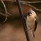 Beautiful Pointy-crested tit perched on the end of a tree branch Stock  Photo by wirestock