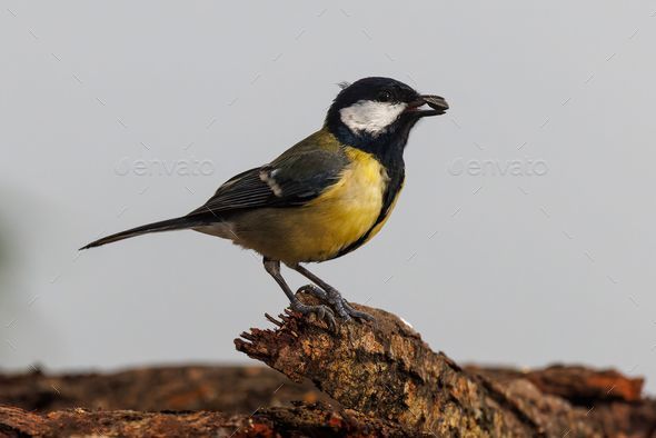 Isolated Great Tit (Parus major) perched atop a sunlit branch - Stock Photo - Images