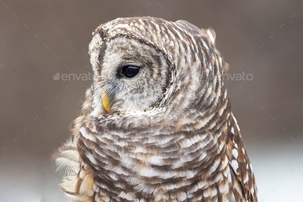 Majestic owl stands in a peaceful pose, its eye standing out against its unique feathered pattern