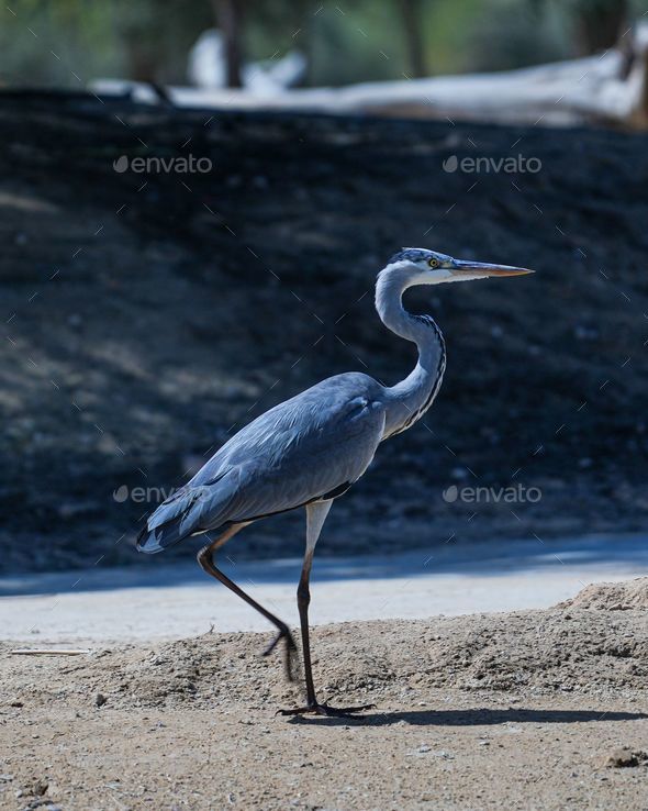 Large grey heron bird walking down a sun-dappled dirt road near the lake