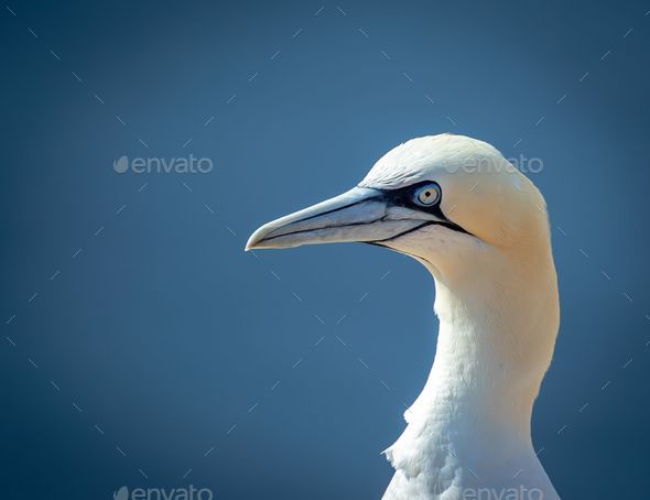 Closeup of northern gannet (Morus bassanus) birds on the shoreline during the sunny weather - Stock Photo - Images