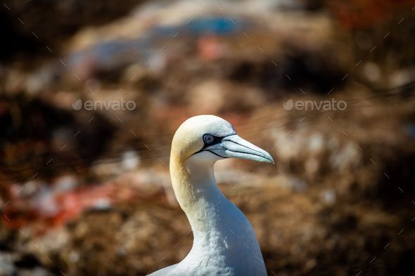 Closeup of northern gannet (Morus bassanus) birds on the shoreline during the sunny weather - Stock Photo - Images