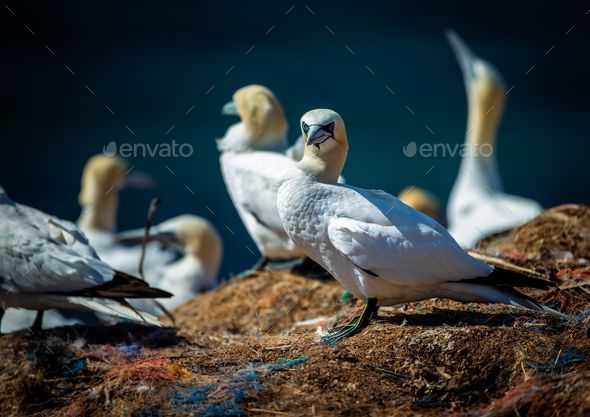 Flock of northern gannet (Morus bassanus) birds on the shoreline during the sunny weather - Stock Photo - Images
