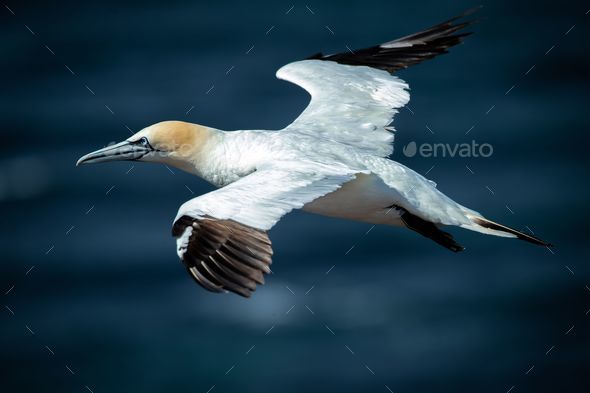 Northern gannet (Morus bassanus) soaring on the shoreline during the sunny weather - Stock Photo - Images