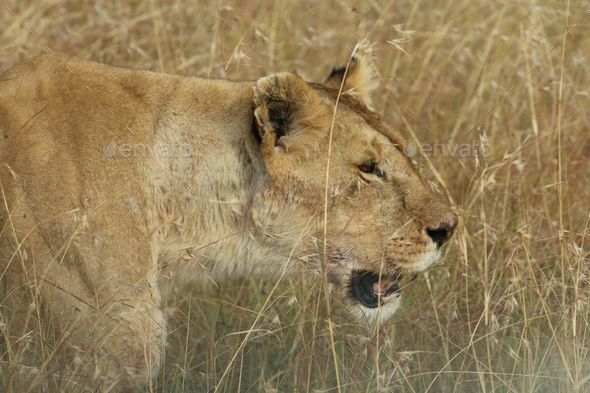 Close up of a lion is striding through a dry meadow with its mouth wide open,showing its sharp teeth