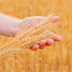 Farmer hand holding golden wheat on golden  field - PhotoDune Item for Sale