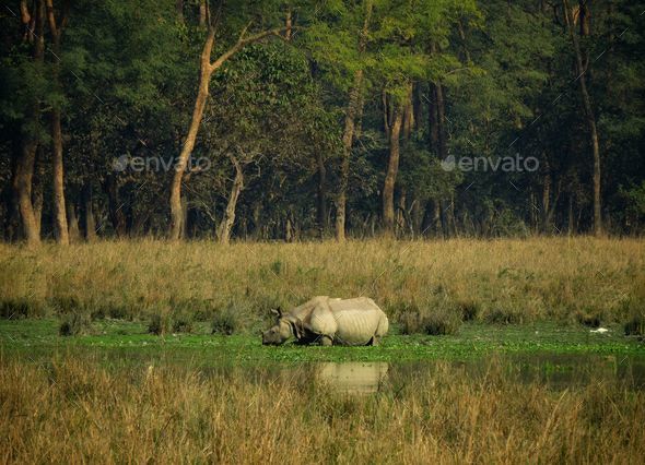 Pobitora Wildlife Sanctuary, home to a vast population of Indian rhinoceros