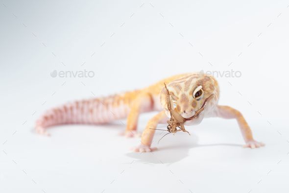 lizard eating insect