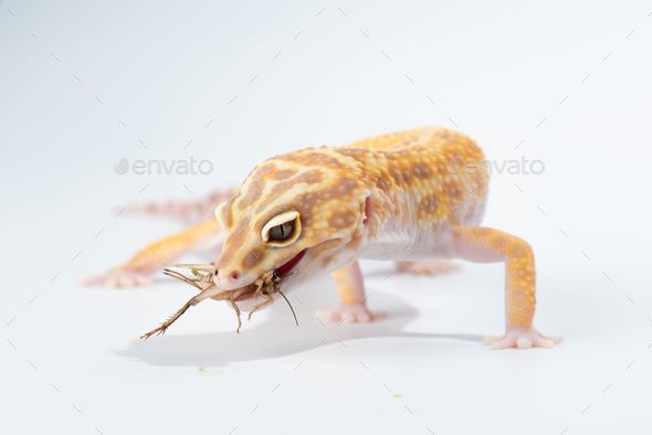 lizard eating insect