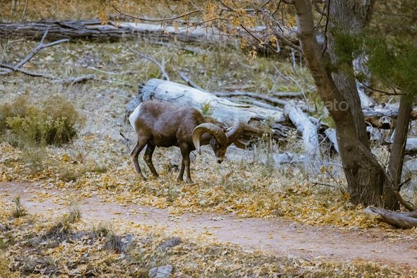 Sierra nevada bighorn sheep in a forest in the daylight Stock Photo by ...