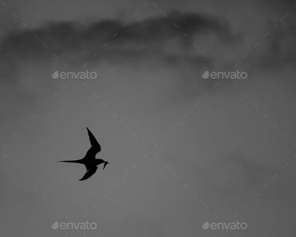 Black and white photograph of a White-fronted Tern bird soaring through the sky