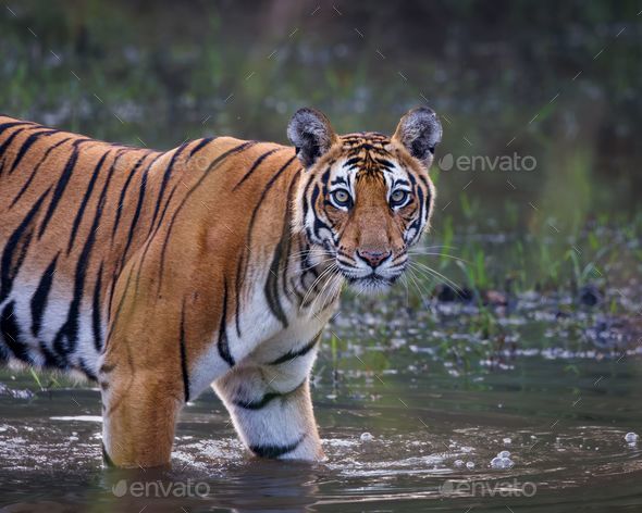 tiger walking in water