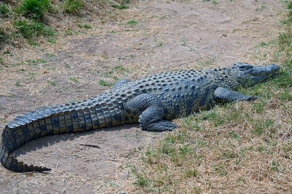 Nile Crocodile on the ground, at Kalimba Reptile Farm, Lusaka, Zambia ...