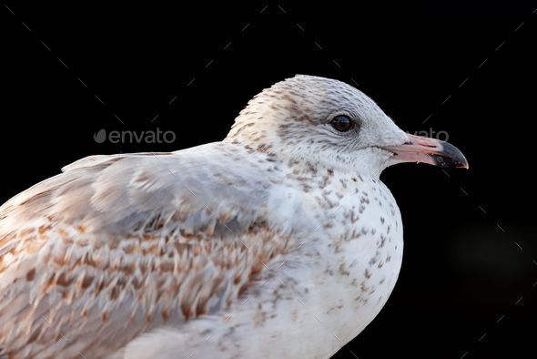 Close-up of a Delaware gull (Larus delawarensis) against a stark black background - Stock Photo - Images
