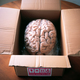New Brain In The Box - PhotoDune Item for Sale