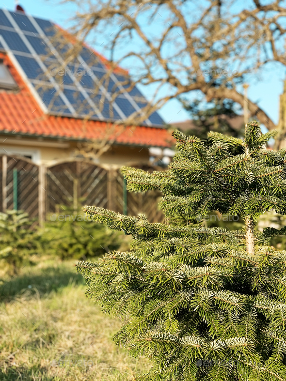Green Coniferous Tree Growing In Front Of Countryside House With Ecological Solar Panels on Red Roof