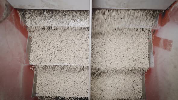 At a Plant for the Production of Sunflower Oil alt