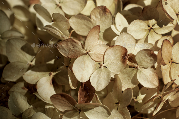 Dried Hydrangea Poster - Dried beige flowers 