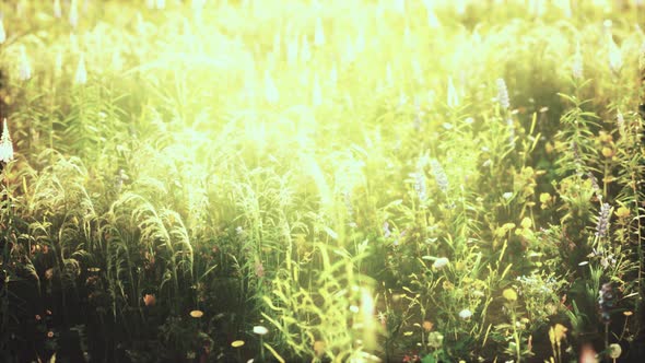 Wild Field Flowers at Summer Sunset alt