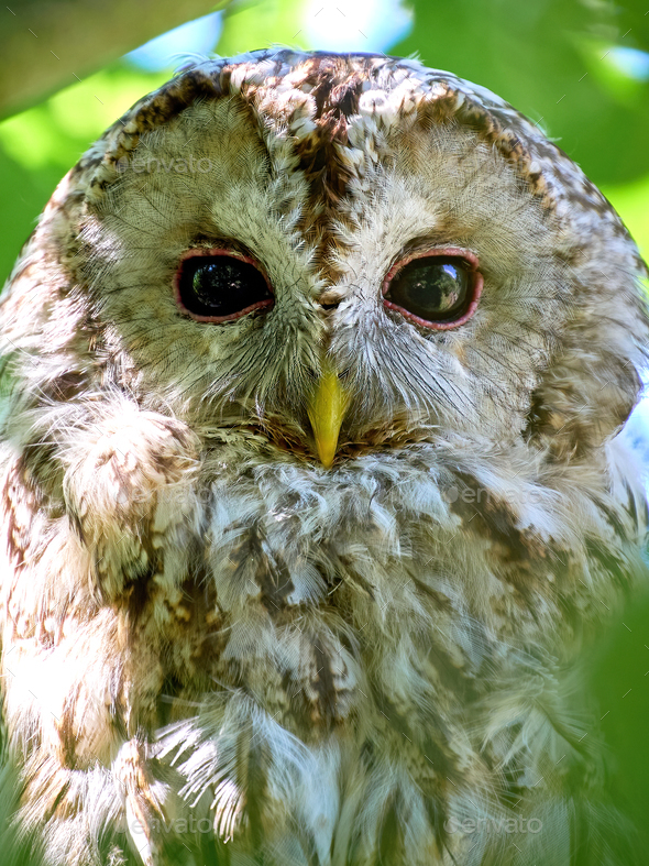 Tawny owl (Strix aluco) - Stock Photo - Images