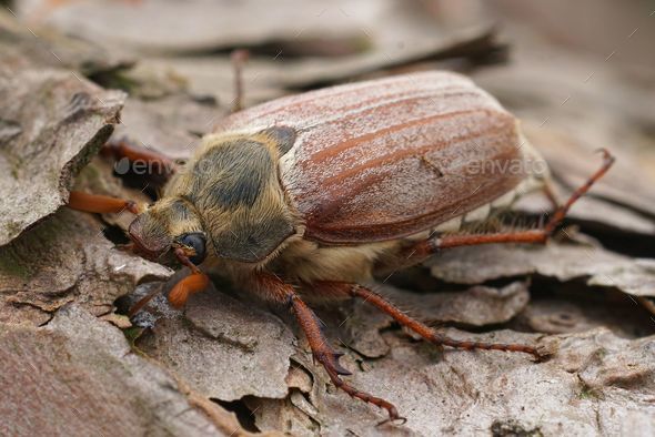 Detailed closeup on a Maybeetle or Maybug, Melolontha melolontha sitting on wood - Stock Photo - Images