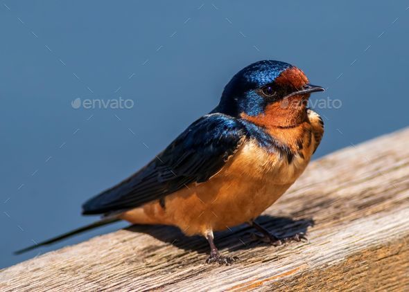 Brown Barn swallow (Hirundo rustica) on a piece of weathered wood - Stock Photo - Images