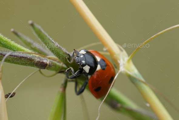 Closeup of a ladybug (Coccinella septempunctata) perched on a plant - Stock Photo - Images