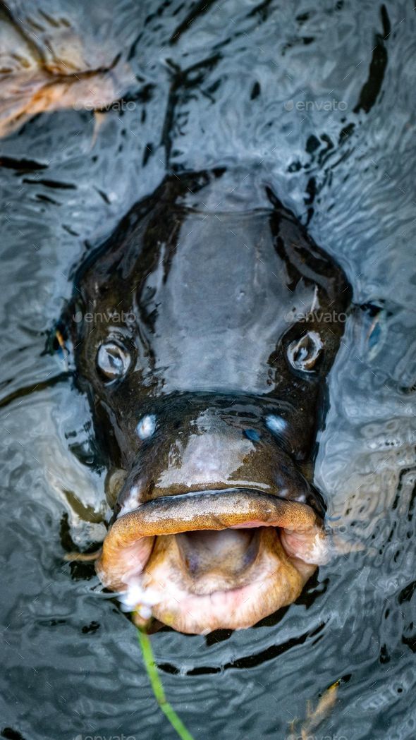 a fish with its mouth open in a body of water Stock Photo by wirestock