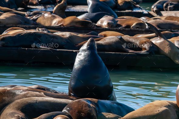 Sea lions at Pier 39 in San Francisco Stock Photo by wirestock