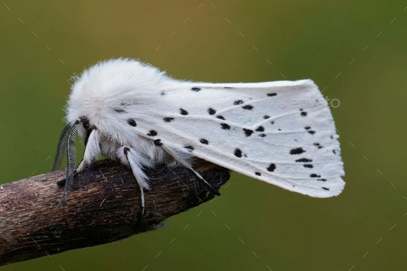 Closeup on the black spotted white ermine, moth, Spilosoma lubricipeda - Stock Photo - Images
