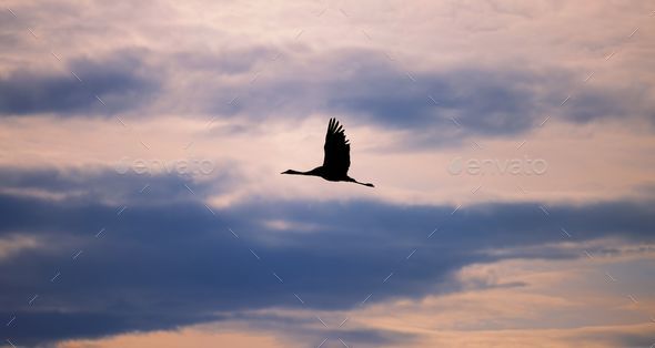 Majestic bird soaring across the sky, against a backdrop of fluffy white clouds