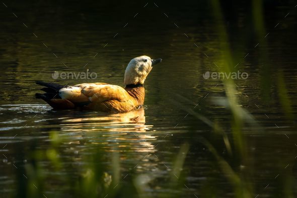 Ogar duck (Tadorna ferruginea) soaring across the tranquil surface of a lake in a lush grassy area - Stock Photo - Images