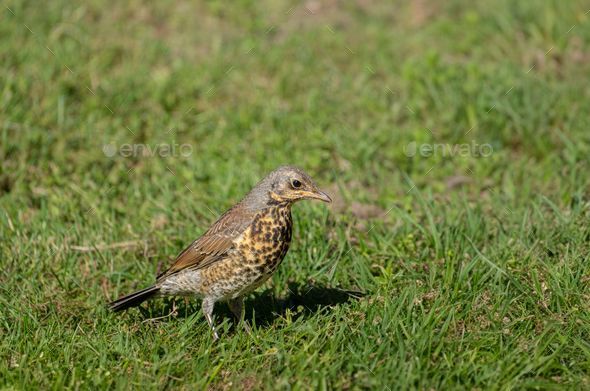 Closeup of a fieldfare (Turdus pilaris) perched on green grass - Stock Photo - Images