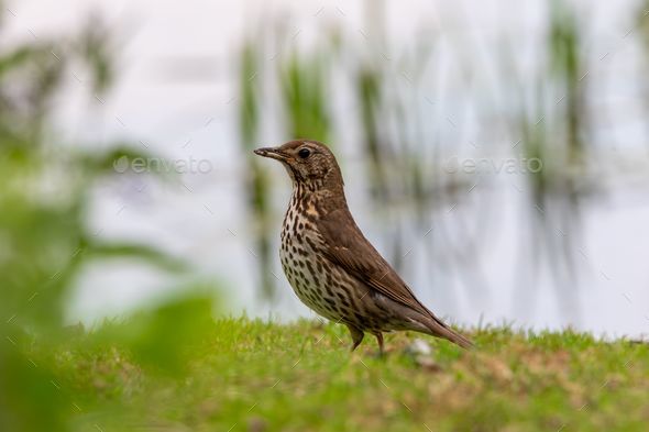 Closeup of a song thrush (Turdus philomelos) perched on green grass - Stock Photo - Images