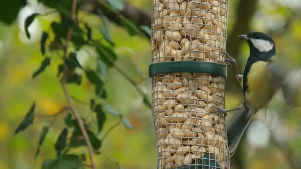 Tits on bird feeder