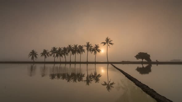 Timelapse sunrise row of coconut trees with mist in reflection alt