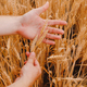 Man farmer checking the quality of wheat grain on the spikelets at the field. - PhotoDune Item for Sale