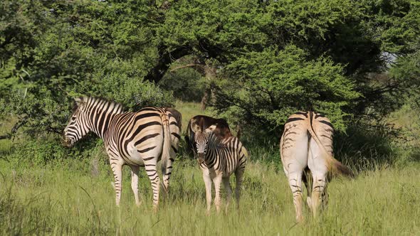 Plains Zebras In Natural Habitat - South Africa alt