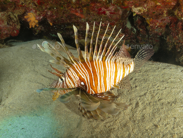Pterois miles - Stock Photo - Images