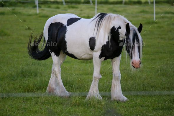 black clydesdale stallion