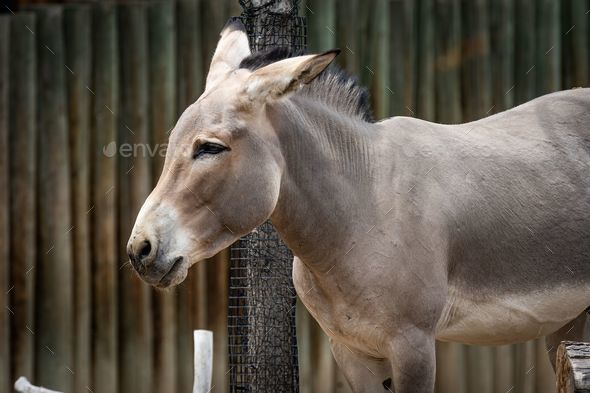 Somali wild donkey (Equus africanus somaliensis) in front of a fence - Stock Photo - Images
